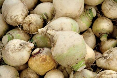 The ‘Gilfeather’ Turnip: A Vermont Heirloom Variety Image